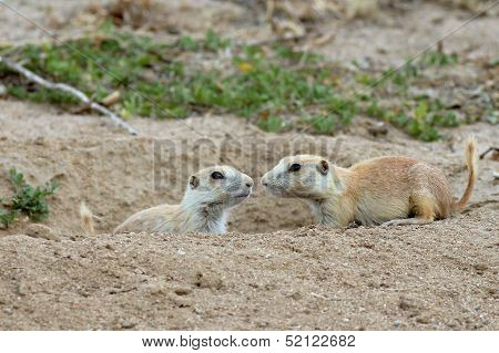 Juvenile Prairie Dogs
