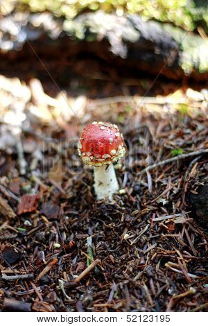 Red Poisoned Mushroom Growing In The Summer Forest