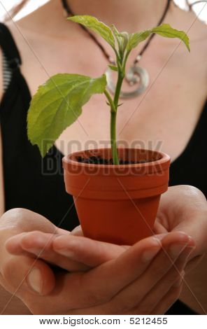 Plante i hånden