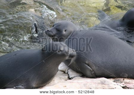 Baikal pattedyr-seal