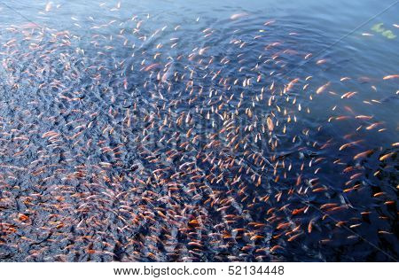 Tilapia Fish Swimming in the River