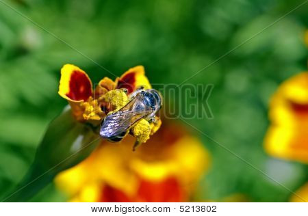 Abeja en Pollenation