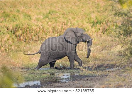 walking elephant