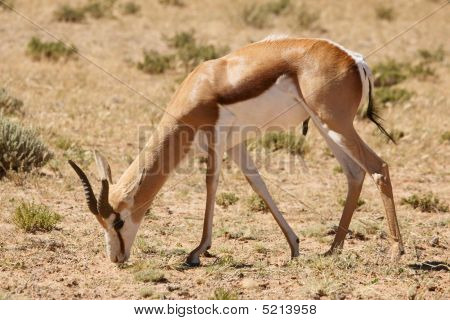 Impala