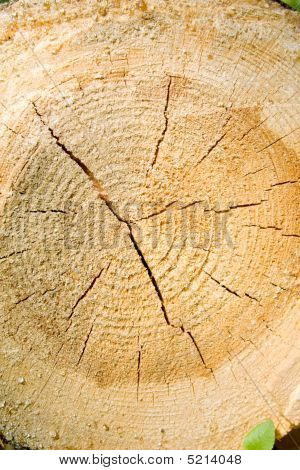 Close-up træ skæres tekstur