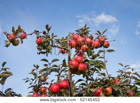 Apple orchard