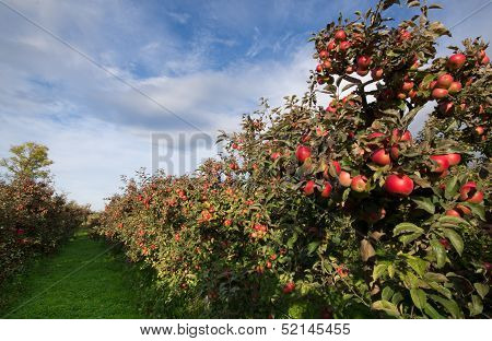Apple orchard