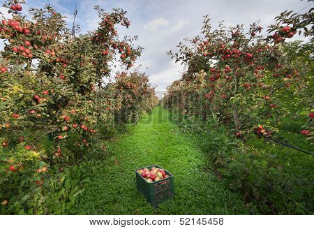 Apple orchard