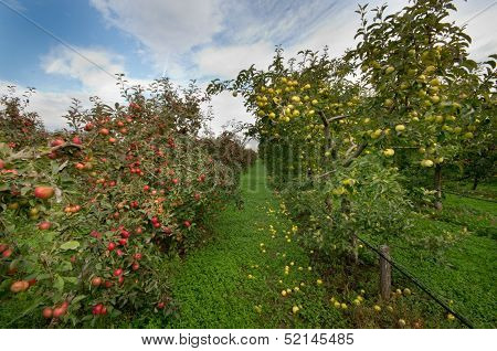 Apple orchard