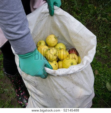 Apples in sack