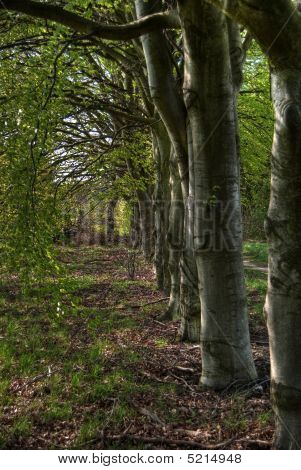 Skov tur Hdr
