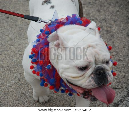 Lagrange kisállat fitogtat VII.