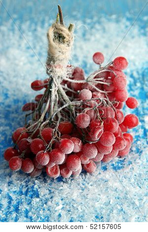 Red berries of viburnum with ice crystals, on blue background