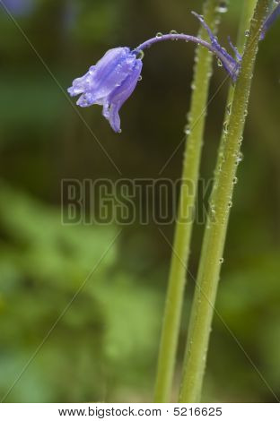 Bluebell