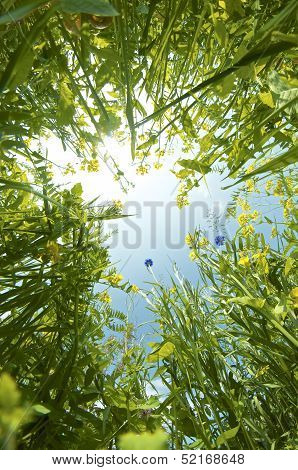 A bug's View