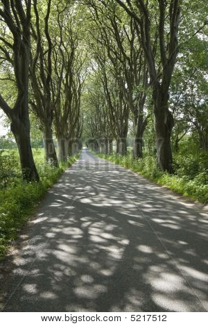 Avenue de sunstroke