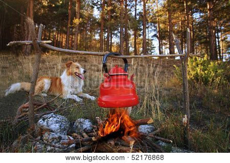 Dog And Campfire