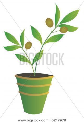 Verde oliva