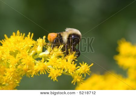 Golden Bummblebee settentrionale