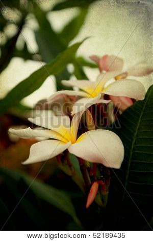     Save to a Lightbox ?           Find Similar Images     Share ?    Frangipani, Plumeria, Templetree,Thai flower