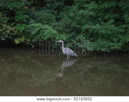 Heron in water with reflection