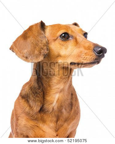 Dachshund Dog looking at a side