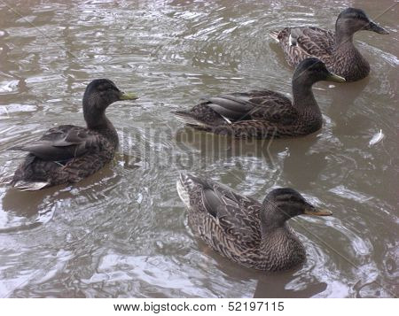 Four little ducks