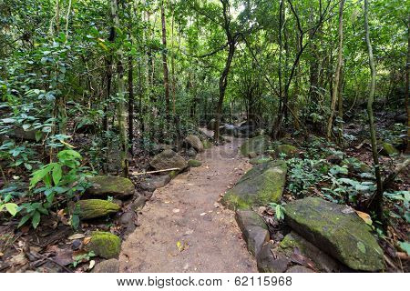 Trail in tropical rainforest in khao Chamao national park, Thailand