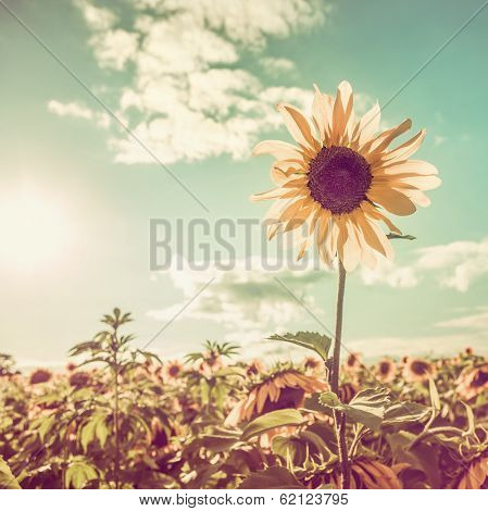 One sunflower rising above the rest