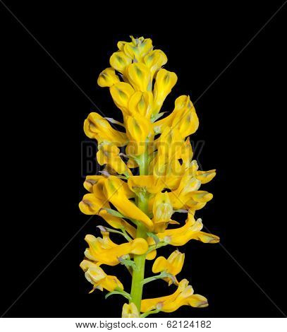 Flowers Of Birthwort