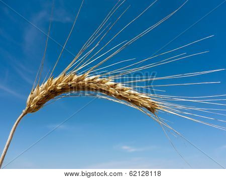 a field of grain (wheat) just before harvest. corn fields in summer.