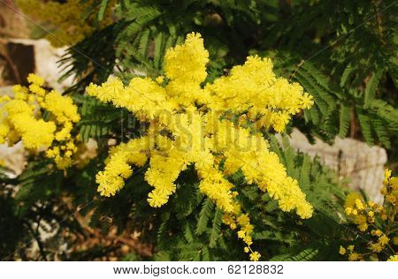 Mimosa