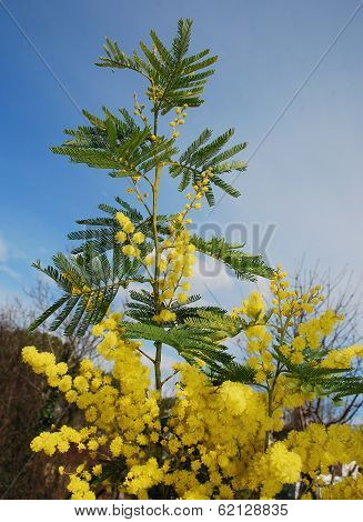 Mimosa