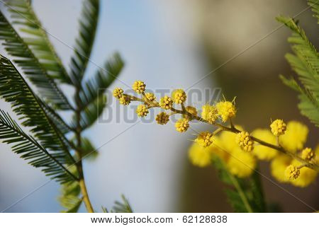 Mimosa