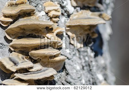 Build-up of fungus on the old stub