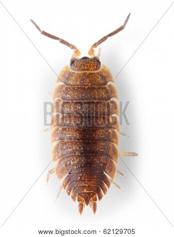  The Pill-bug or Rolly Polly (Armadillidium vulgare). Garden pest.
