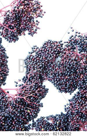 Elder Berries.