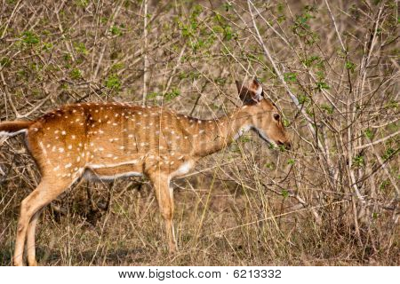 Chital Doe mangiare