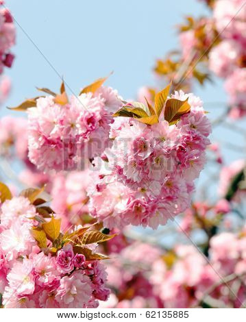 Soft pink Japanese cherry-tree blossom. Sakura. Prunus serrulata 