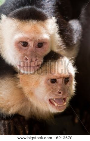 Capuchin abe med ung på ryggen