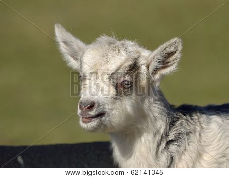 Baby Goat portrait