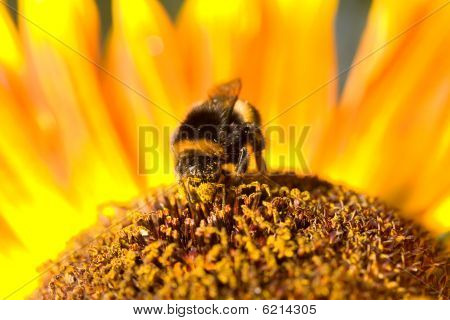 Bumblebee On A Sunflower.