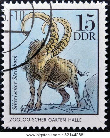 GERMANY - CIRCA 1975: A Stamp printed in GDR shows Siberian Chamois Halle German Zoological Gardens