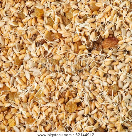 Mixed Wheat Sprouts, Raisins And Sunflower Seeds