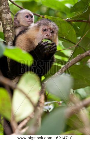 Capuchin abe med unge i et træ