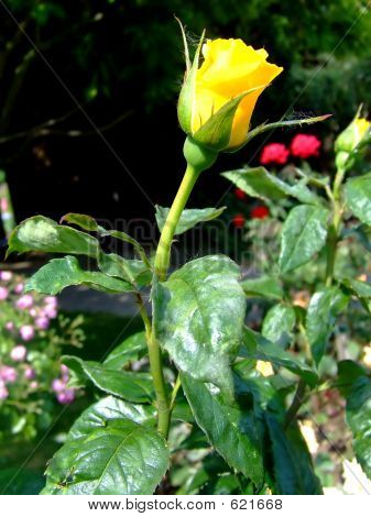 Żółty Rosebud