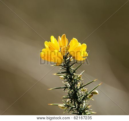 Gorse Flowers