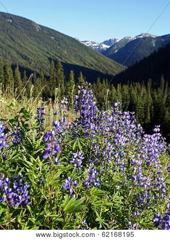 Wildflowers in the Mountains