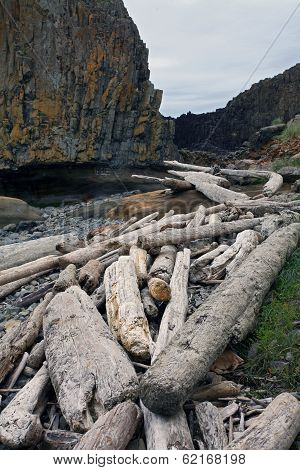 Driftwood on the Sand