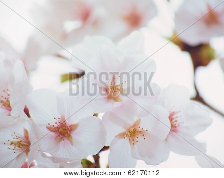 Close up of Yoshino cherry tree blossom in full bloom